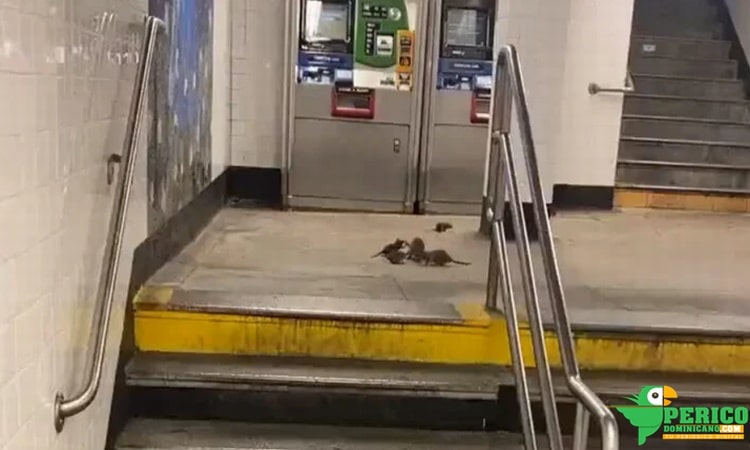 Grupo de ratas peleándose por un slider de pizza en una estación de tren de New York
