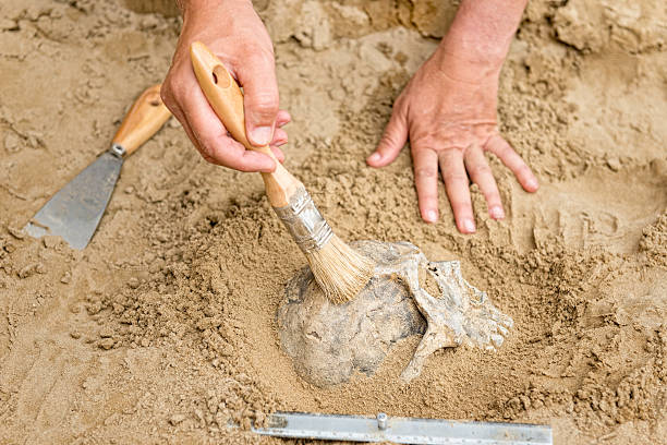 Descubren en España el fósil humano probablemente más antiguo del continente Europeo