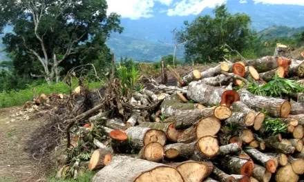 Ministerio de Medio Ambiente deroga la prohibicion de aprovechamiento de madera bruta