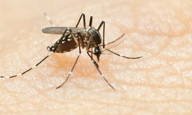 Se reporta hasta el momento 18 niños ingresados al Hospital Pediátrico por dengue