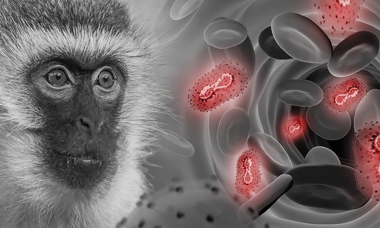 Se han reducido los casos de Viruela del Mono en el país