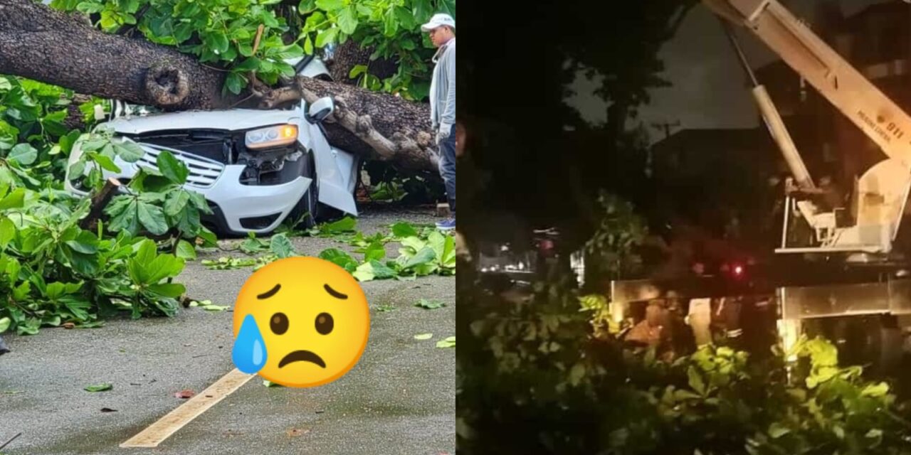 Hombre fallece tras la caída de un árbol en su automóvil