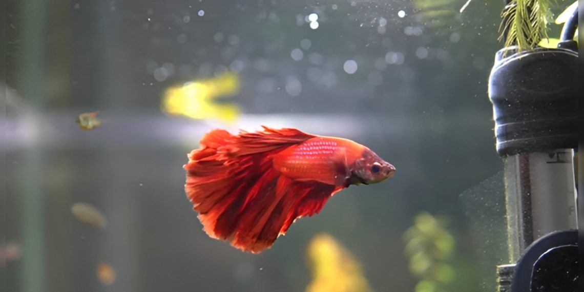 Peleas de peces betta: una práctica clandestina que crece sin control en el país