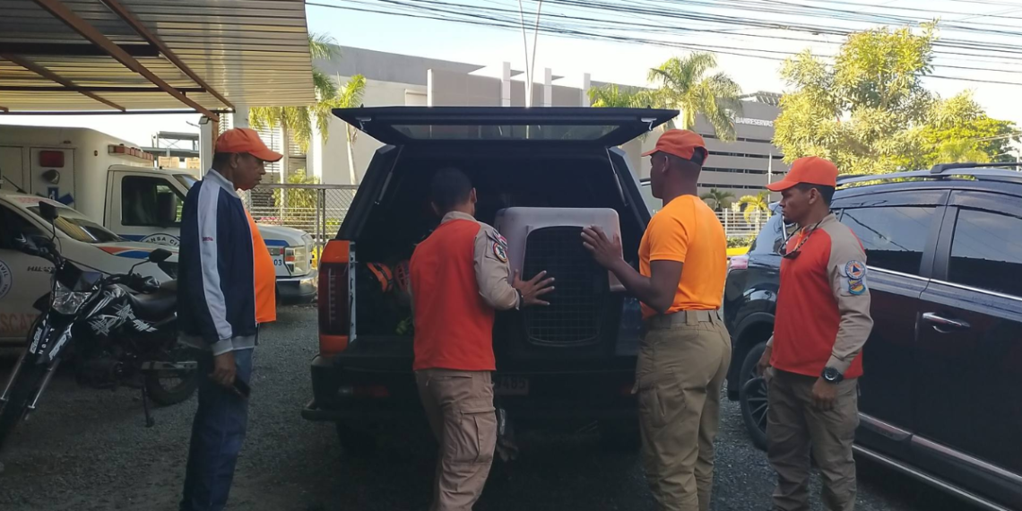 Refuerzan búsqueda de infante extraviada en Puerto Plata con unidad canina