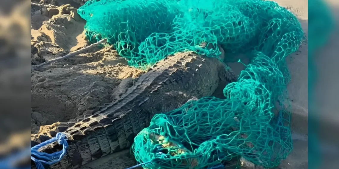 Autoridades informan sobre lo sucedido con cocodrilo juvenil en Islabón