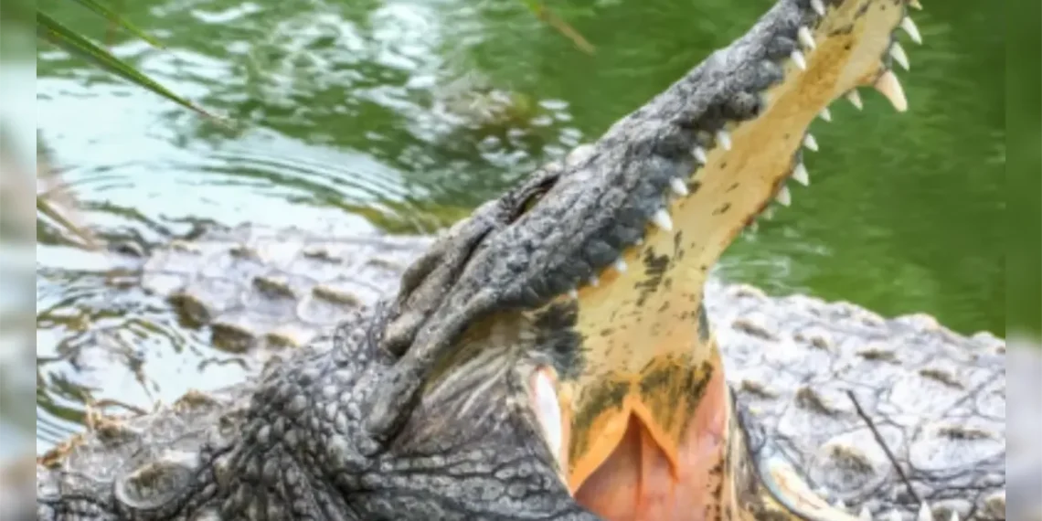 Autoridades buscan cocodrilo tras escape repentino en RD