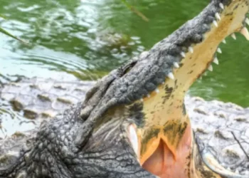 Autoridades buscan cocodrilo tras escape repentino en RD