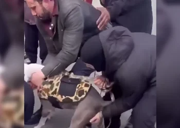 Pitbull afecta a una pequeña en plena calle en Nueva York